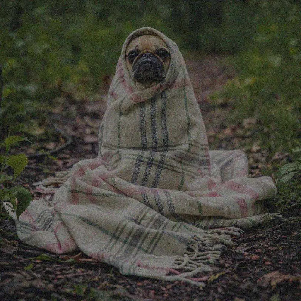 Noisy low-light pet photo restored before